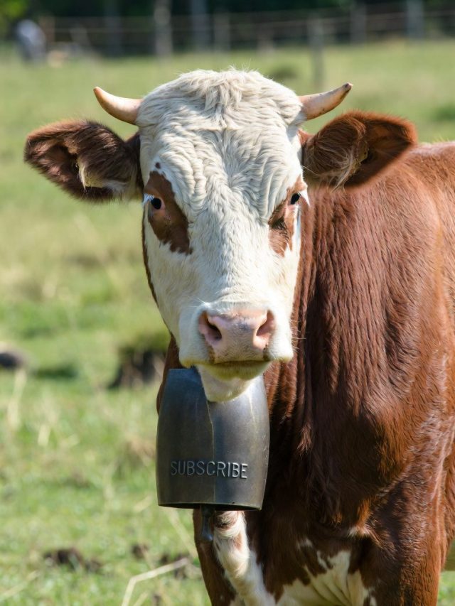 Is This The End of Shepherds?