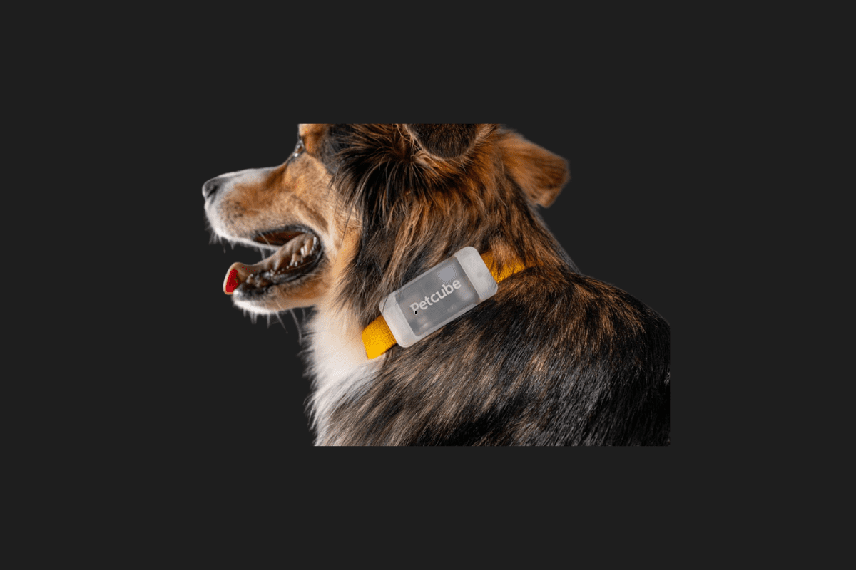 Petcube GPS Tracker Assessment: Specs, Options & Value