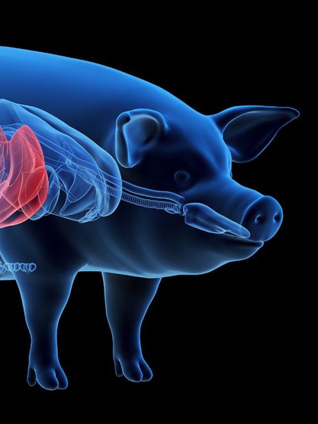 Is it possible to transplant organs from animals to humans?